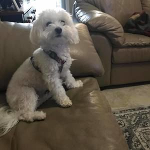 Meet your Posher, Susan